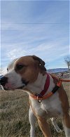 adoptable Dog in , WY named LONGO