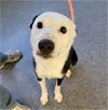 adoptable Dog in , WY named PEPPER