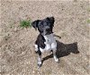 adoptable Dog in , WY named OREO