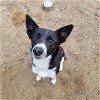 adoptable Dog in casper, WY named PING
