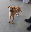 adoptable Dog in casper, WY named RODGER