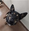 adoptable Dog in casper, WY named PEANUT BUTTER