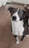 adoptable Dog in , WY named WILLOW