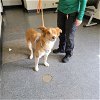 adoptable Dog in casper, WY named PEARL