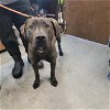 adoptable Dog in , WY named ARROW