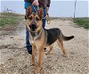 adoptable Dog in , WY named ROCKY
