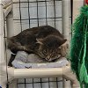 adoptable Cat in , WY named SCAR