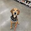 adoptable Dog in , WY named SCOOB