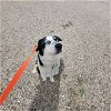 adoptable Dog in , WY named OCTAVIUS