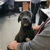 adoptable Dog in , WY named A117264