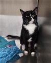 adoptable Cat in , WY named WHISPER