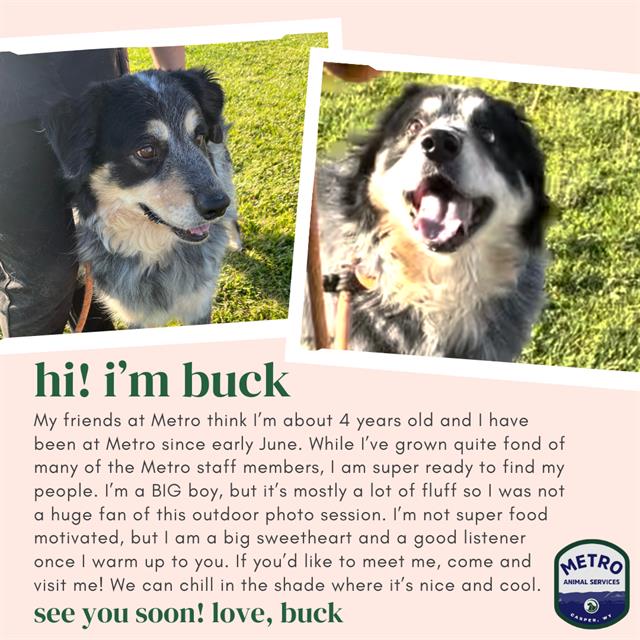 adoptable Dog in Casper, WY named BUCK