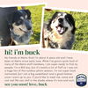 adoptable Dog in , WY named BUCK