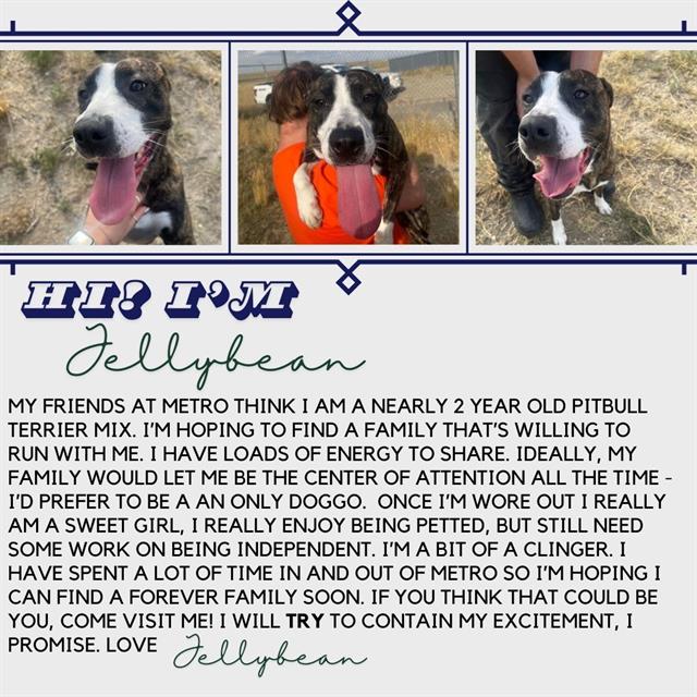 adoptable Dog in Casper, WY named JELLYBEAN