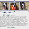 adoptable Dog in Casper, WY named JELLYBEAN