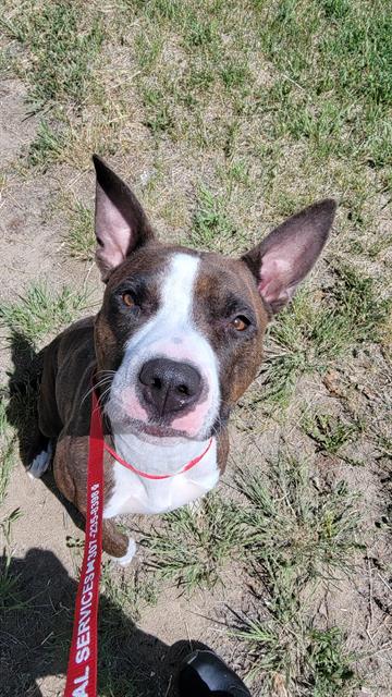 adoptable Dog in Casper, WY named BETTY