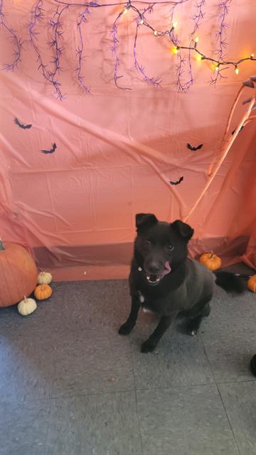 adoptable Dog in Casper, WY named EDDIE