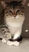 adoptable Cat in Casper, WY named MEATBALL