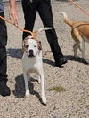 adoptable Dog in , WY named LILY