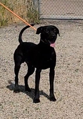 adoptable Dog in Casper, WY named DUDE