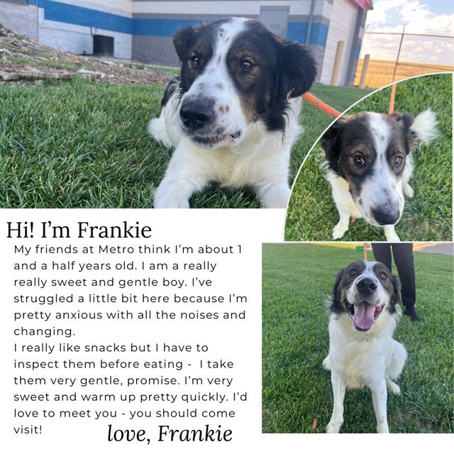 adoptable Dog in Casper, WY named FRANKIE