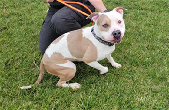 adoptable Dog in Casper, WY named ROSALINA