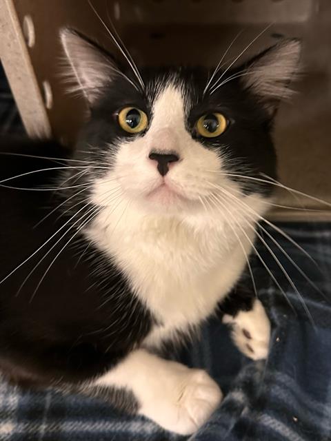 adoptable Cat in Casper, WY named COTTON