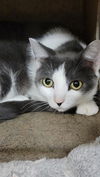 adoptable Cat in , WY named POPPY