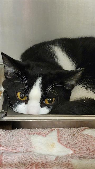 adoptable Cat in Casper, WY named OREO