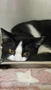 adoptable Cat in Casper, WY named OREO