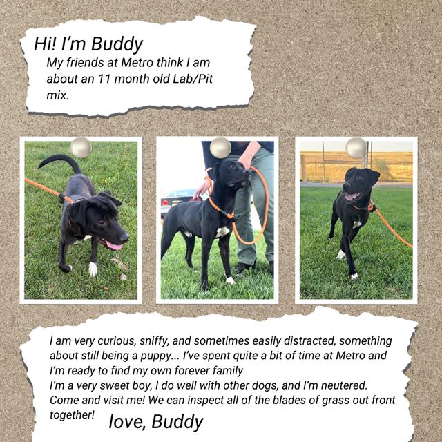 adoptable Dog in Casper, WY named BUDDY