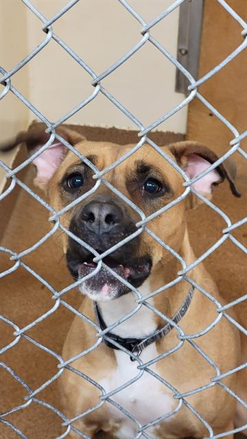 adoptable Dog in Casper, WY named HEX