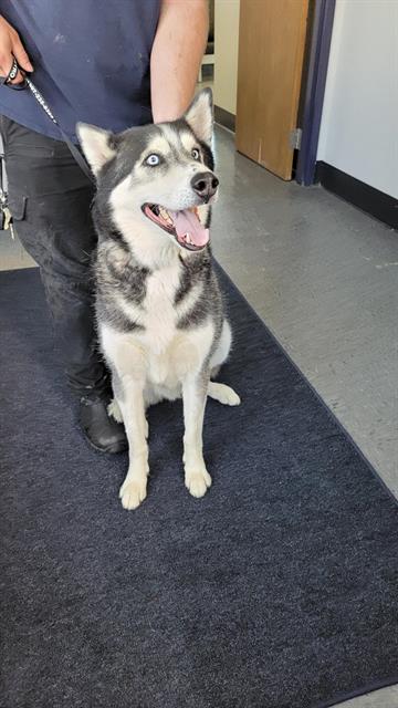 adoptable Dog in Casper, WY named HOUDINI