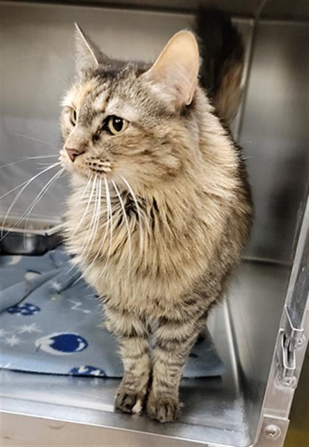 picture of the cat needing adoption