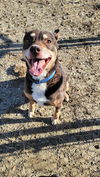 adoptable Dog in  named KEVIN