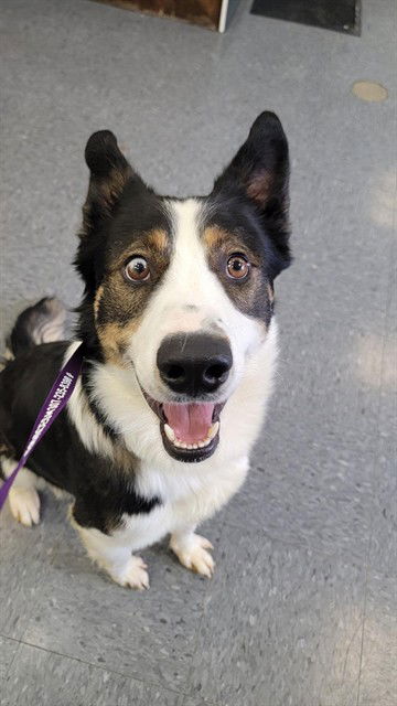 picture of the dog needing adoption