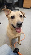 adoptable Dog in , WY named BETTY