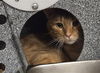 adoptable Cat in , WY named RHETT