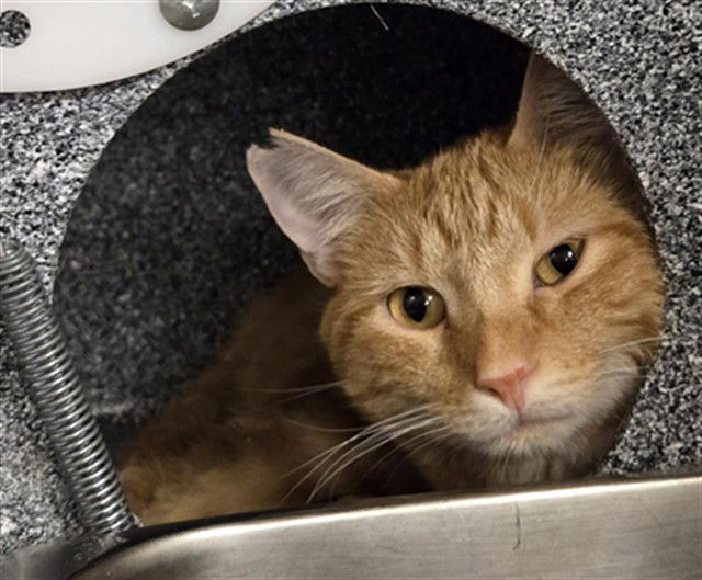 adoptable Cat in Casper, WY named ROY