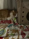 adoptable Cat in , WY named MERRIT