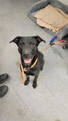 adoptable Dog in  named BRIGGS