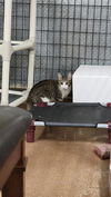 adoptable Cat in , WY named DESIRE