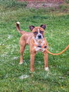 adoptable Dog in , WY named JAMES