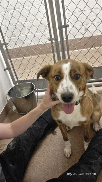 adoptable Dog in Casper, WY named LILO