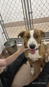 adoptable Dog in , WY named LILO