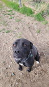 adoptable Dog in , WY named NOVA