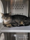 adoptable Cat in , WY named ALLY