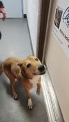 adoptable Dog in  named SHEILA