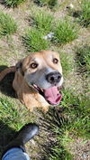 adoptable Dog in  named SASSY