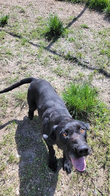 adoptable Dog in Casper, WY named RUBY
